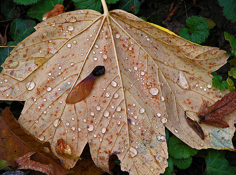 Herbst