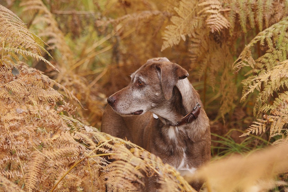 Herbst