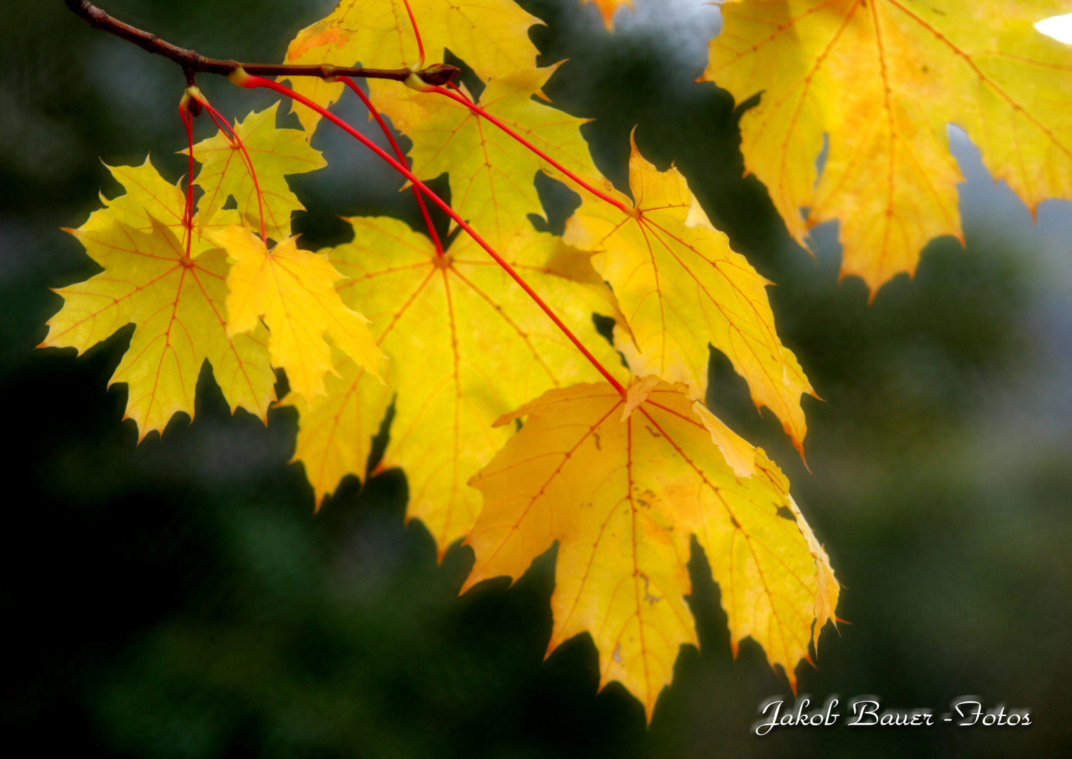 Herbst