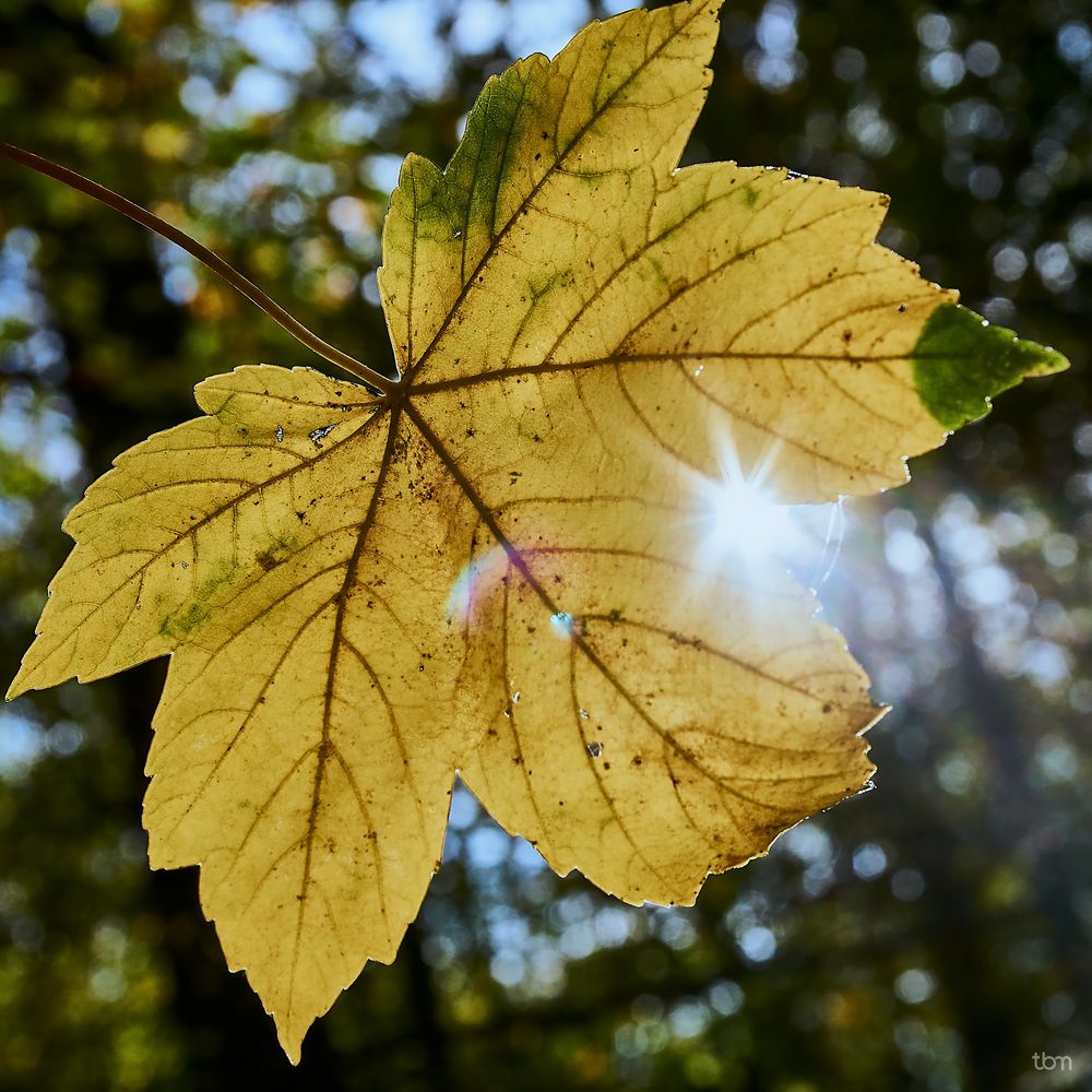 Herbst