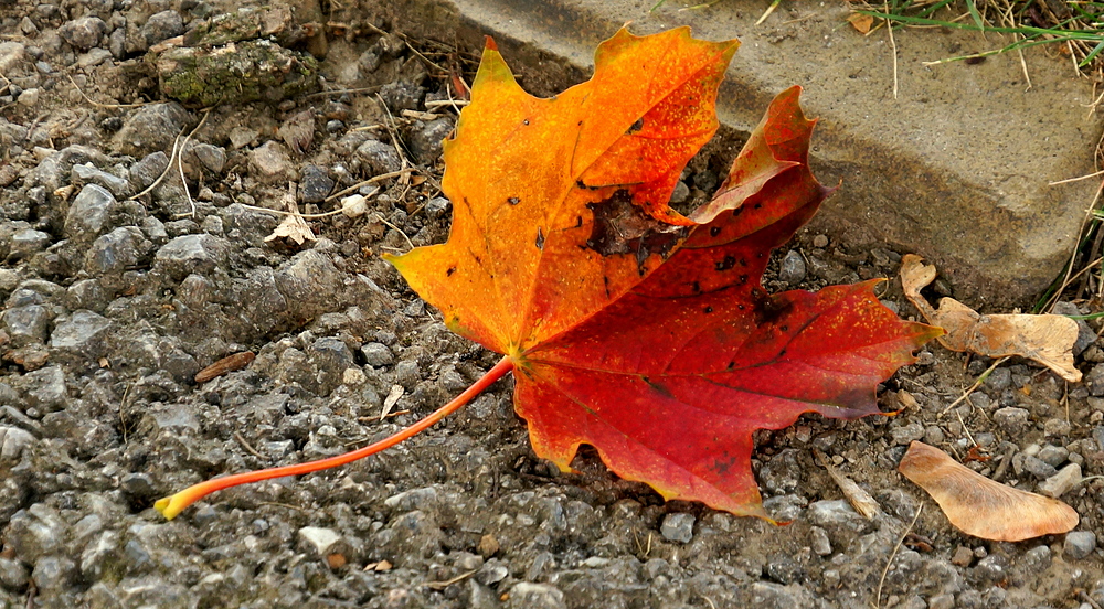 . . "Herbst" . .