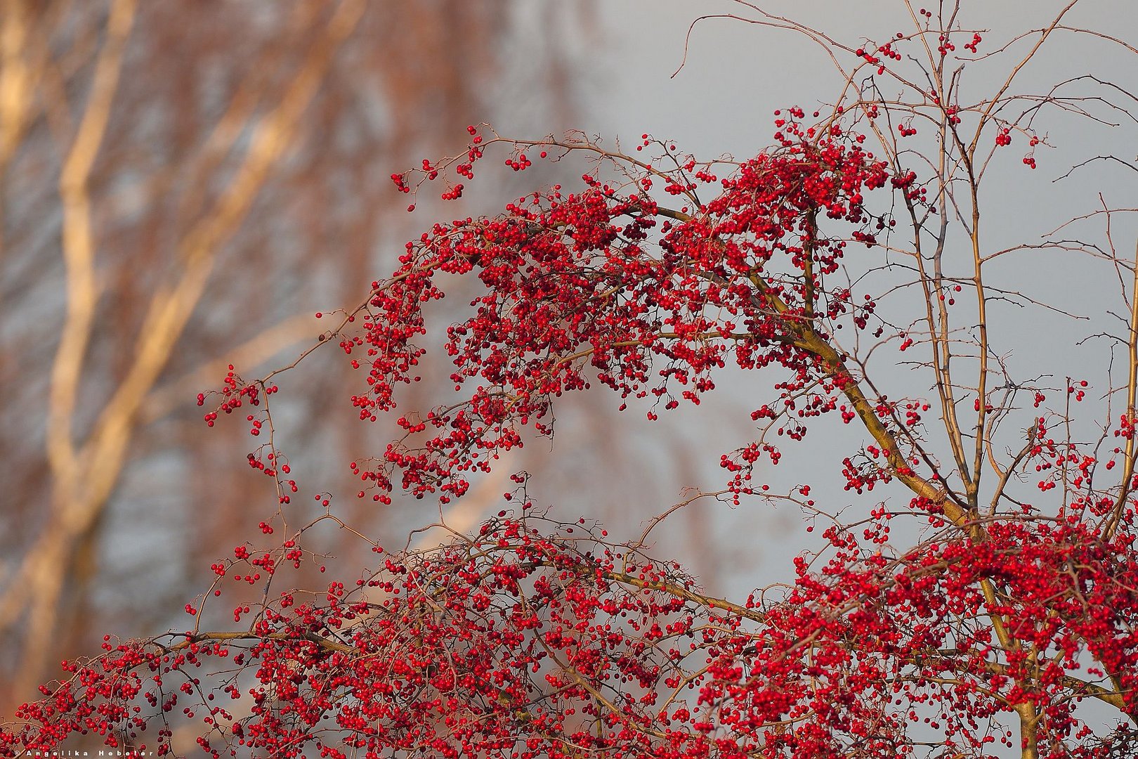 Herbst