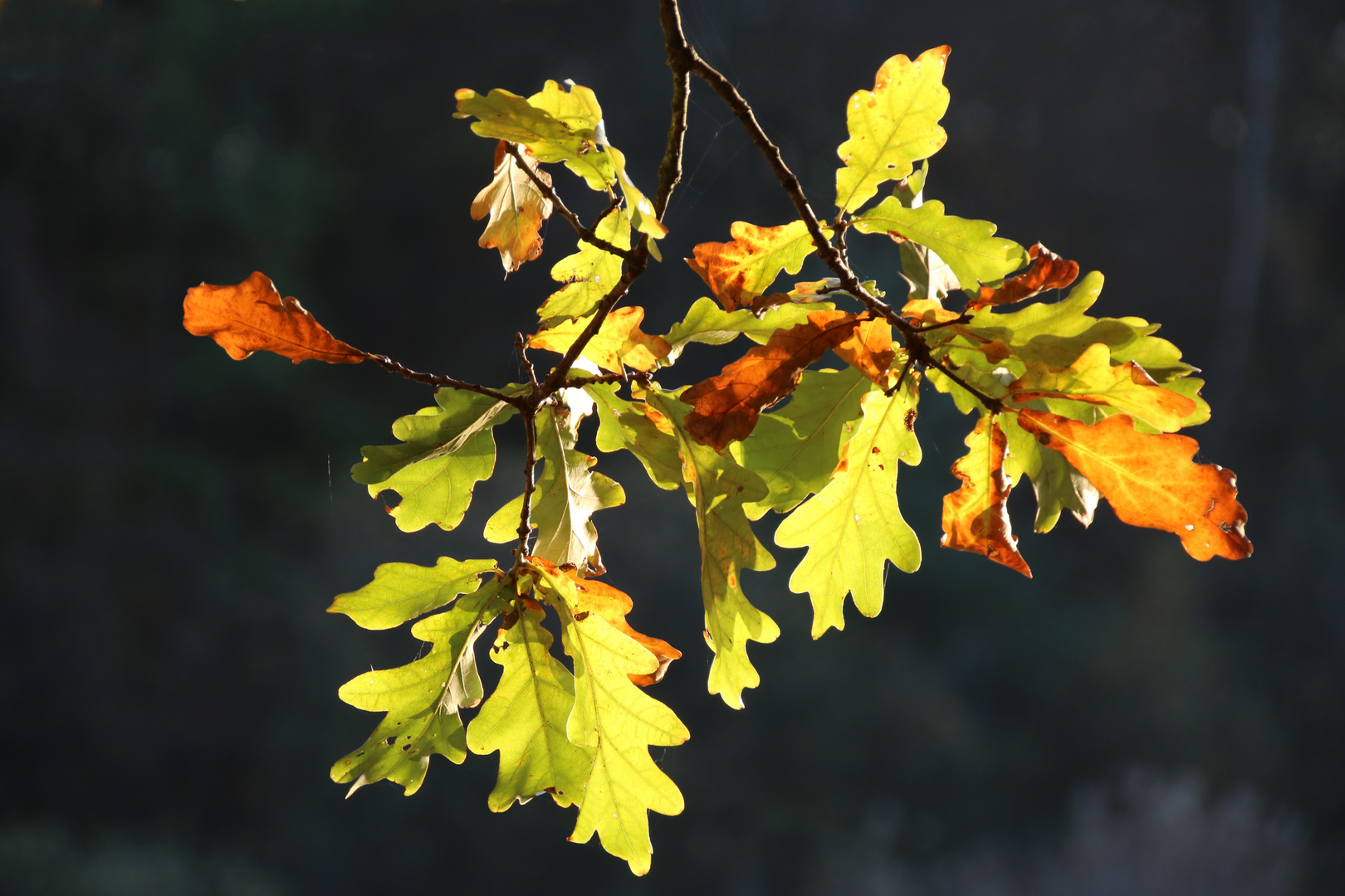 Herbst