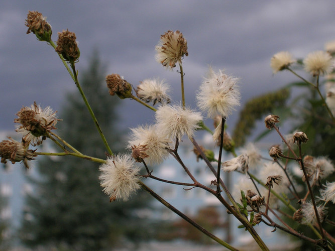 herbst