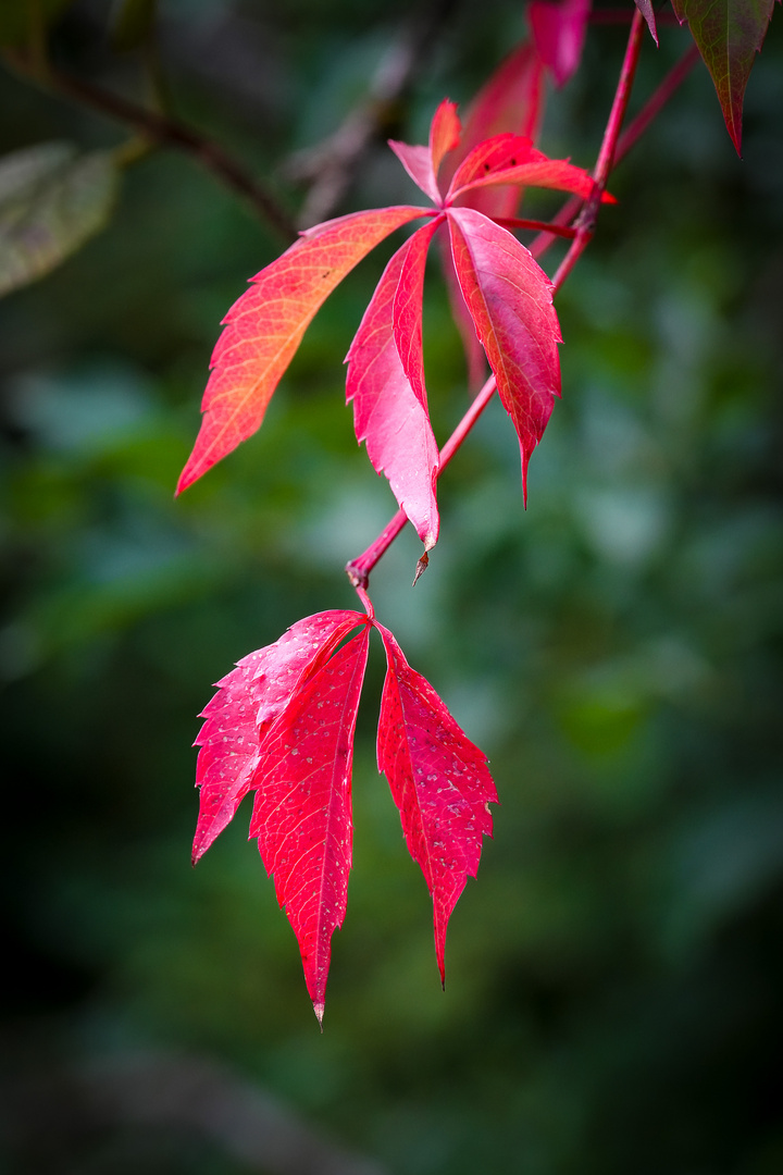 Herbst