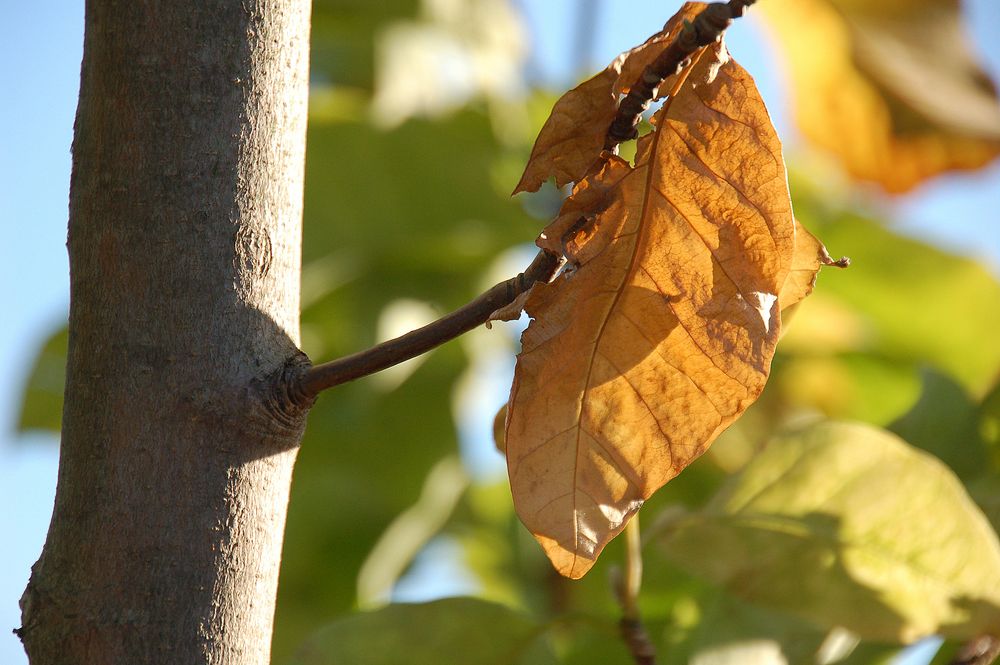 Herbst