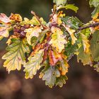 Herbst