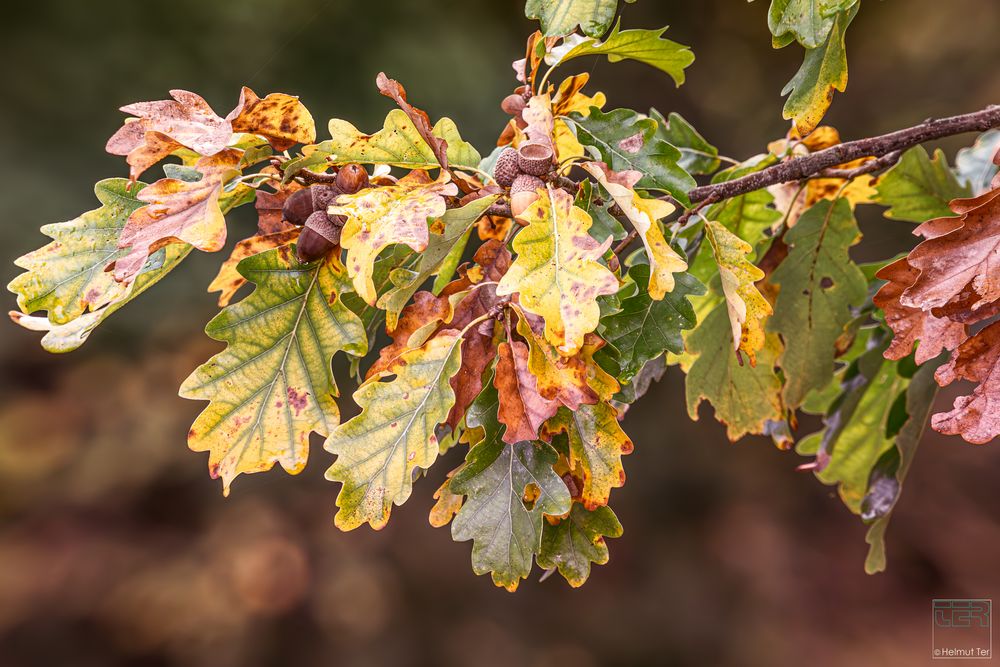 Herbst