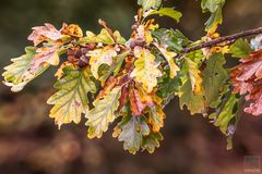 Herbst
