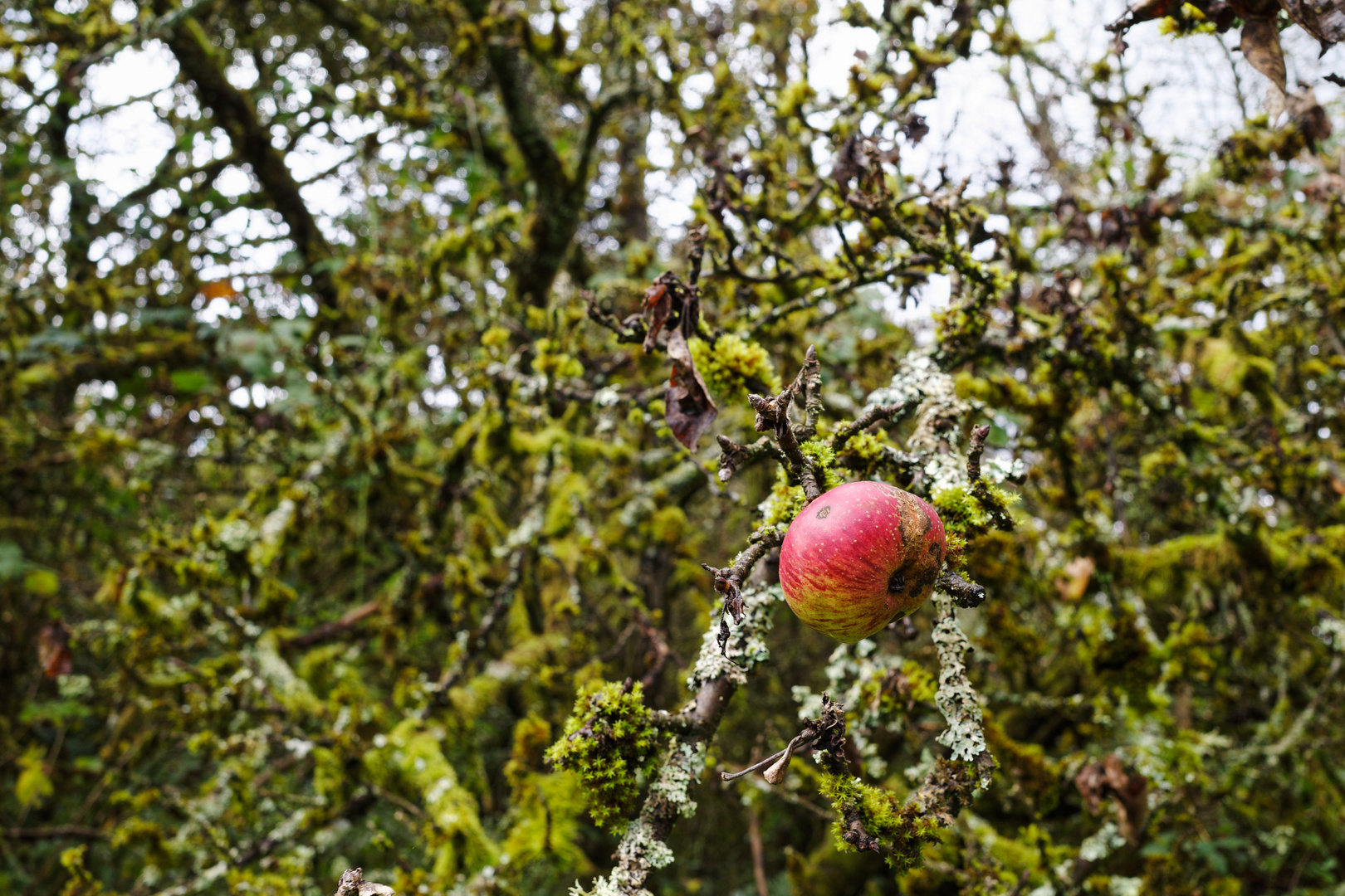 Herbst