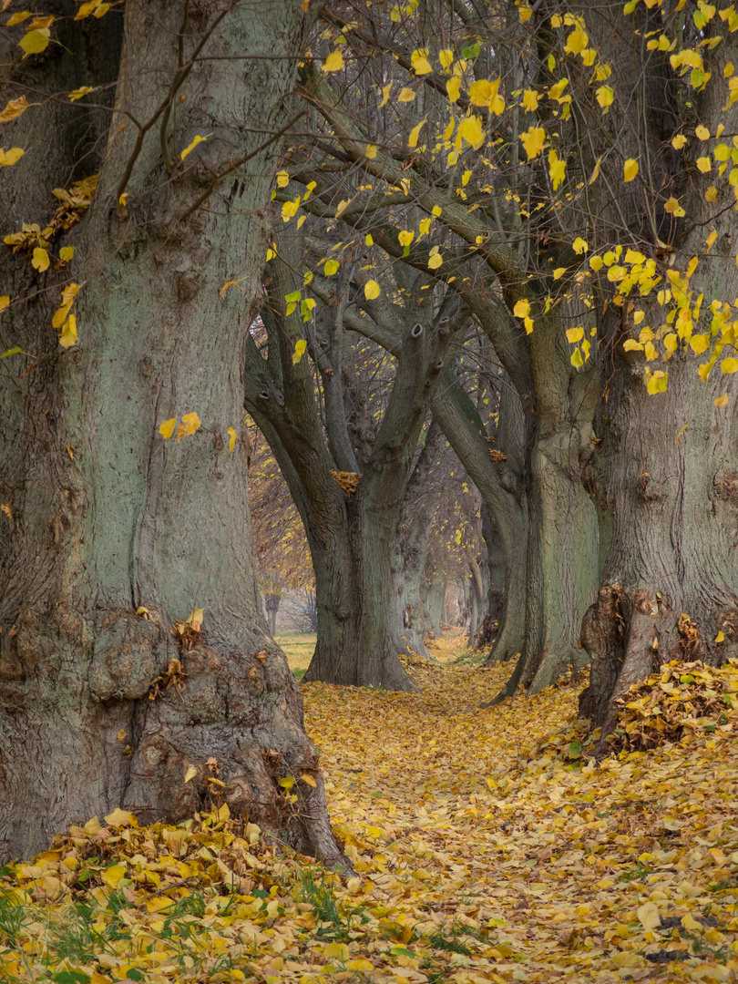 Herbst ...