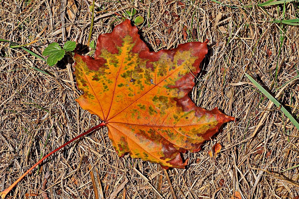 Herbst