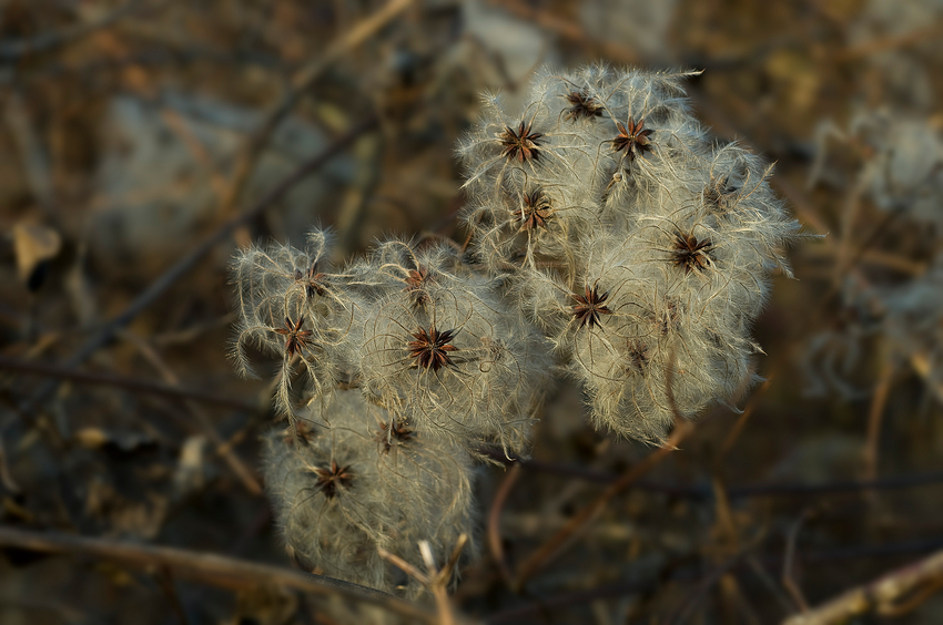 Herbst