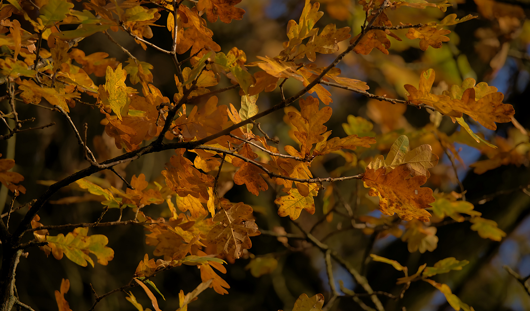 Herbst