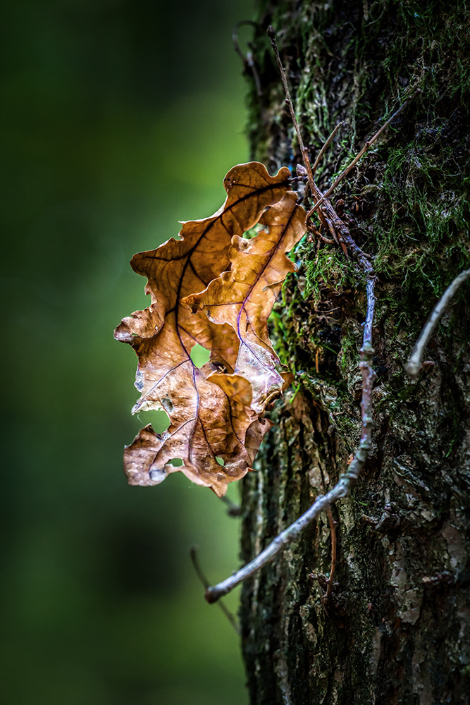 Herbst