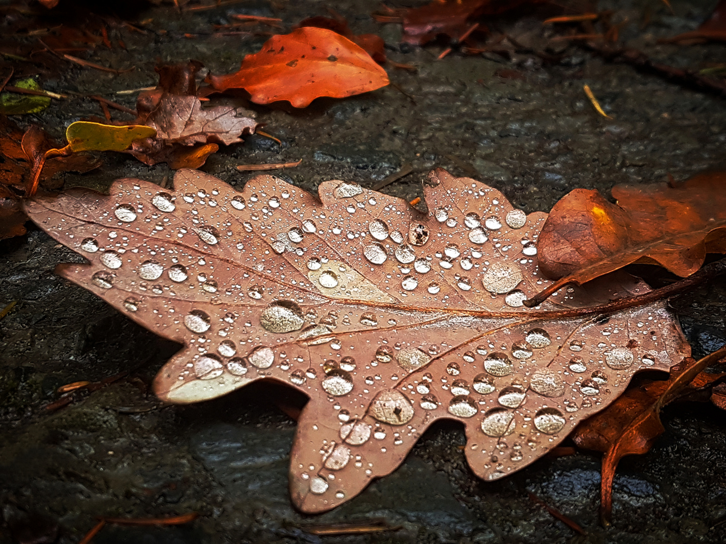 Herbst