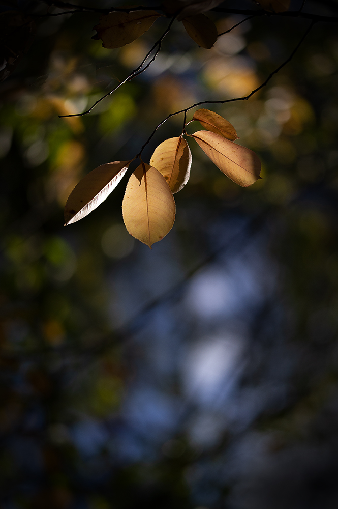 Herbst ...