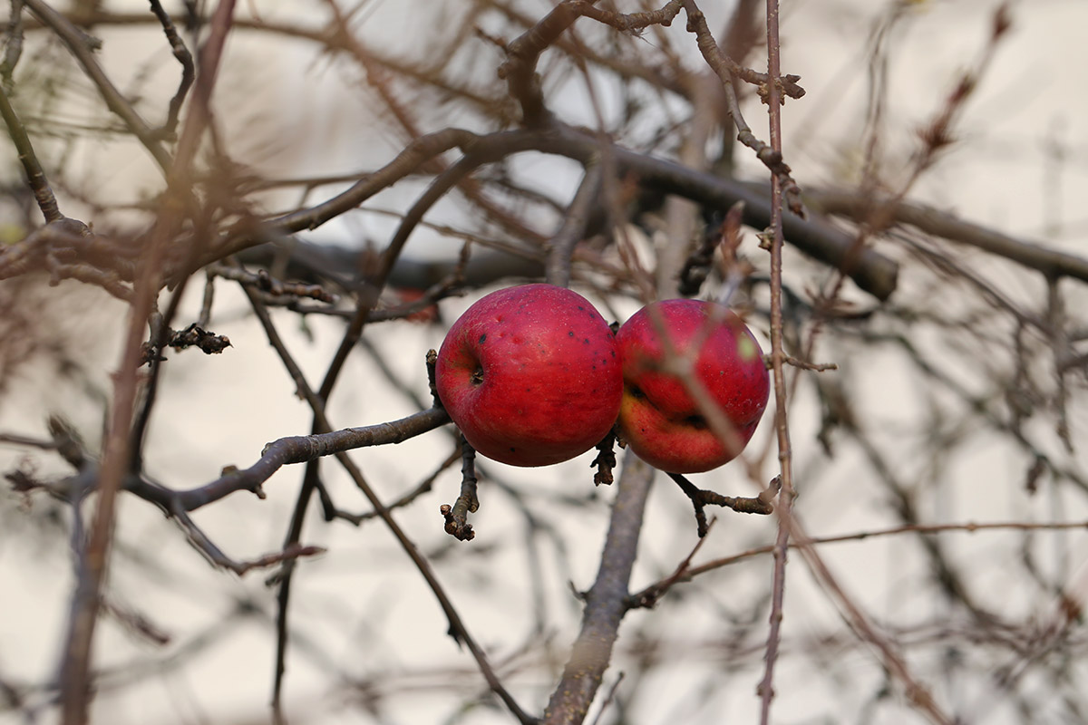 Herbst