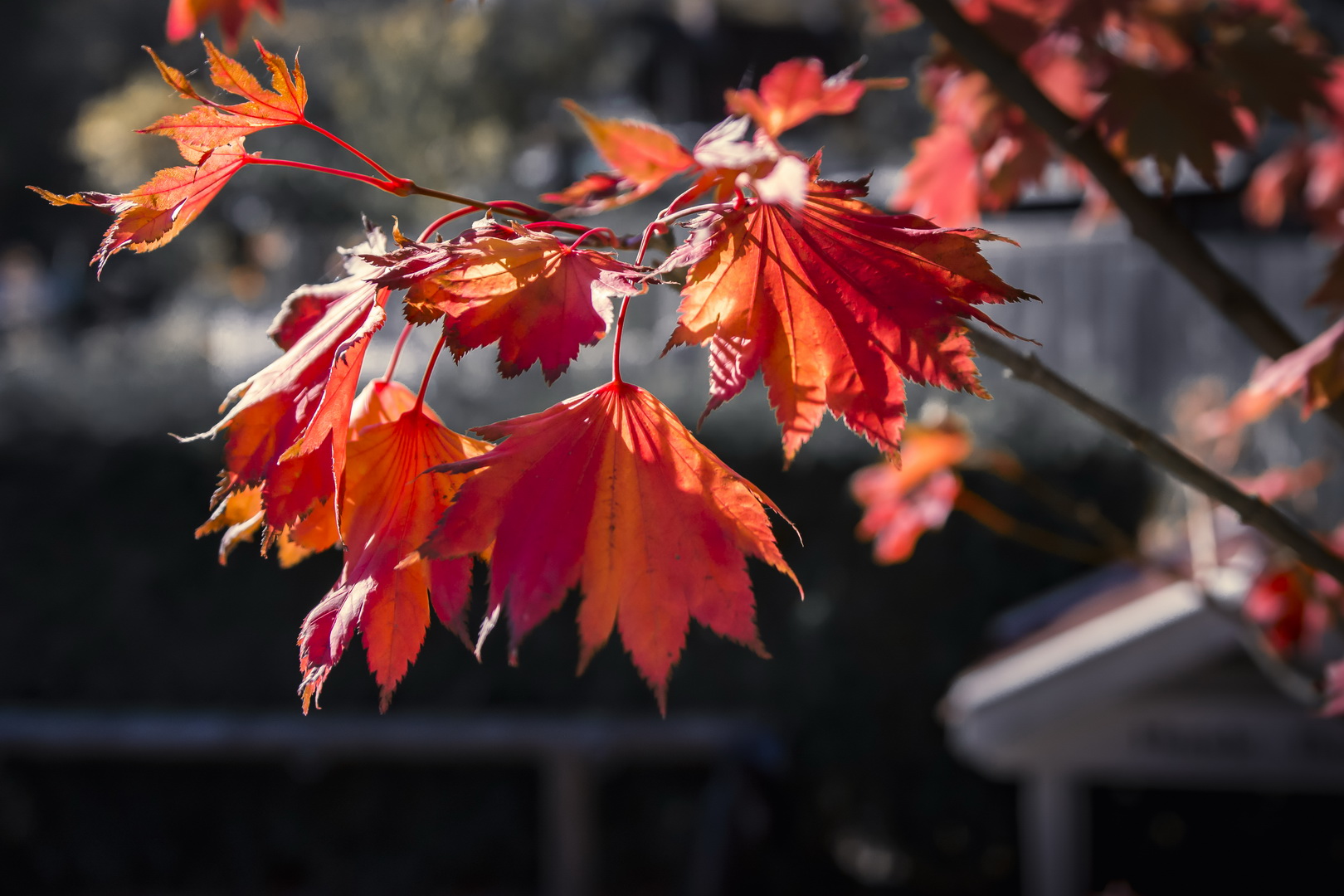 Herbst