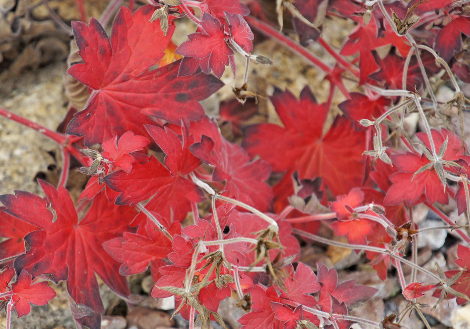 Herbst