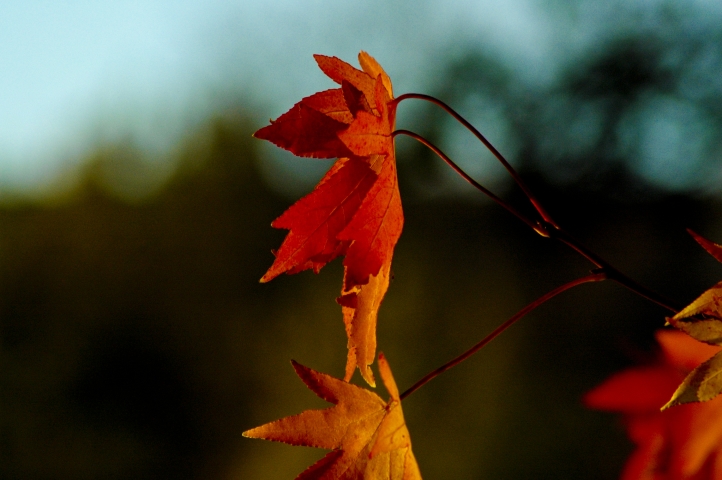 Herbst