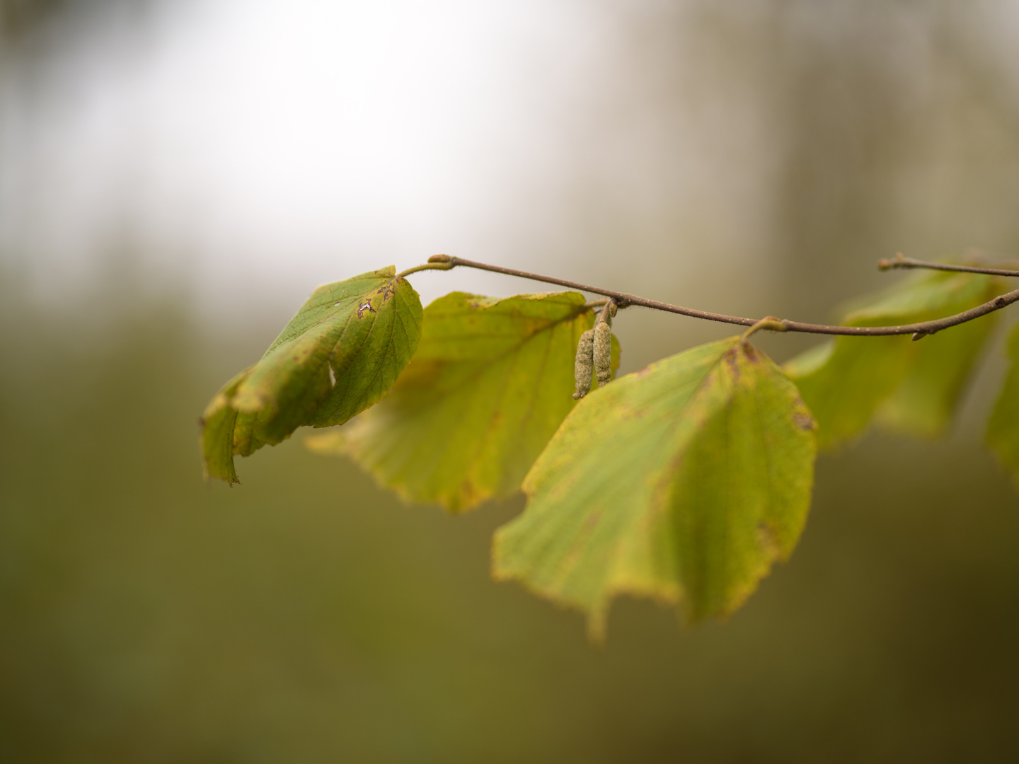 Herbst