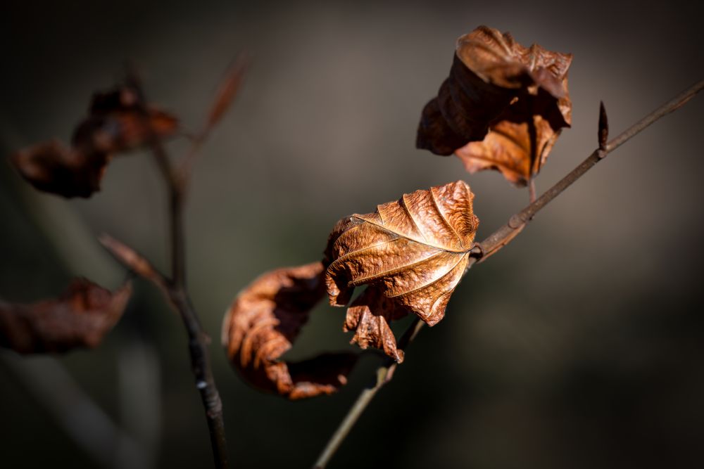 Herbst