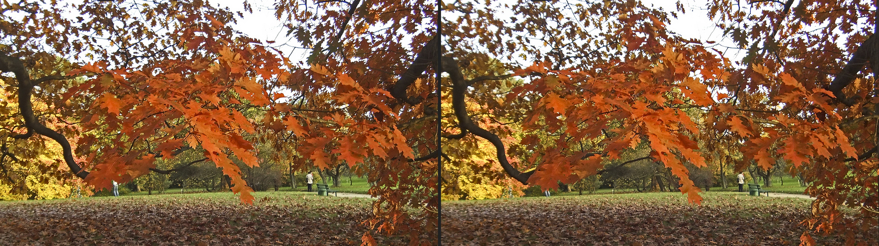 Herbst 5 (3D)