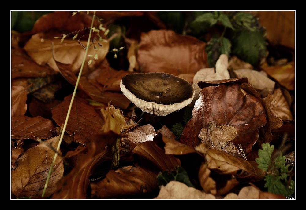 Herbst 5