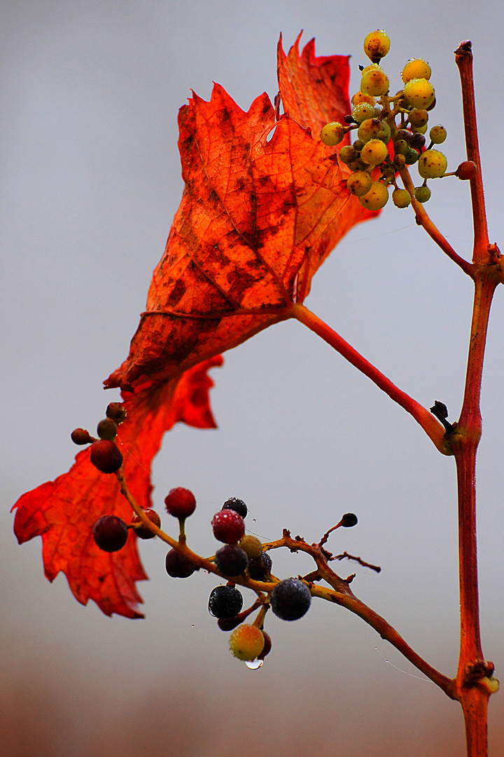 Herbst 5