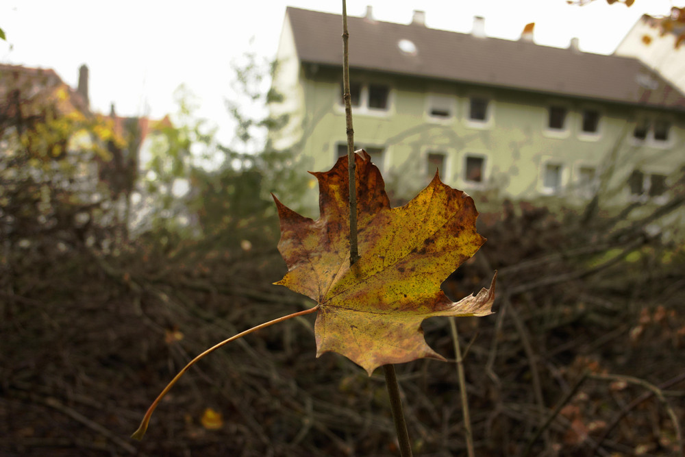 Herbst 5