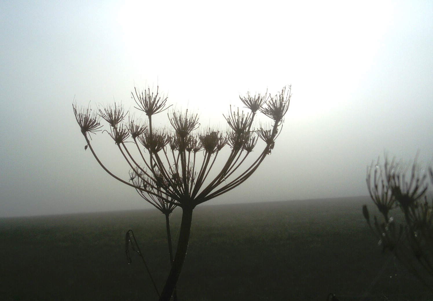 Herbst