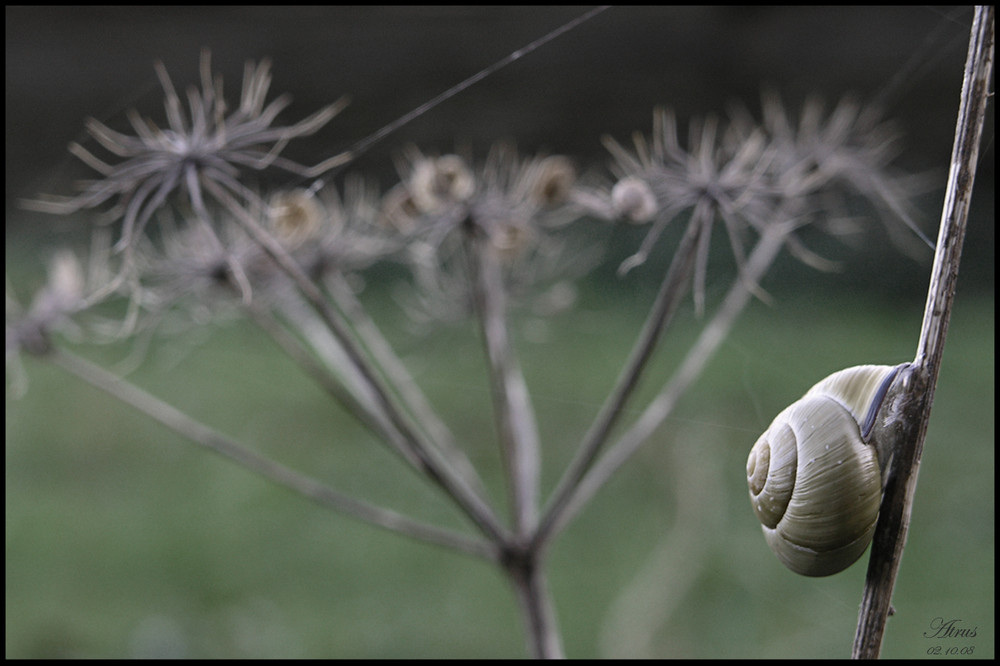 -Herbst-