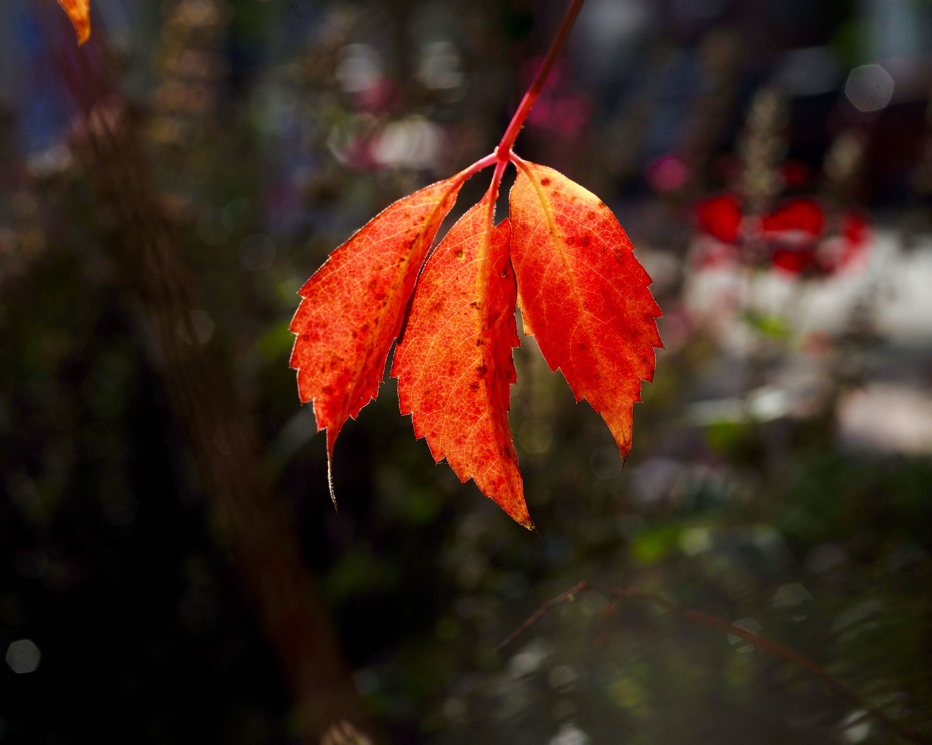 Herbst