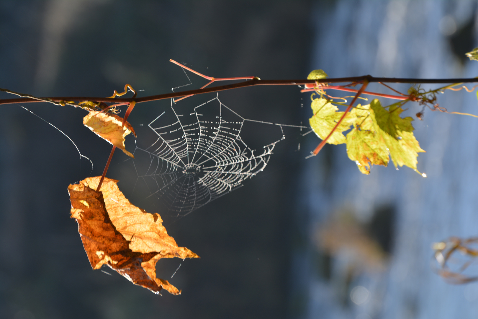 Herbst