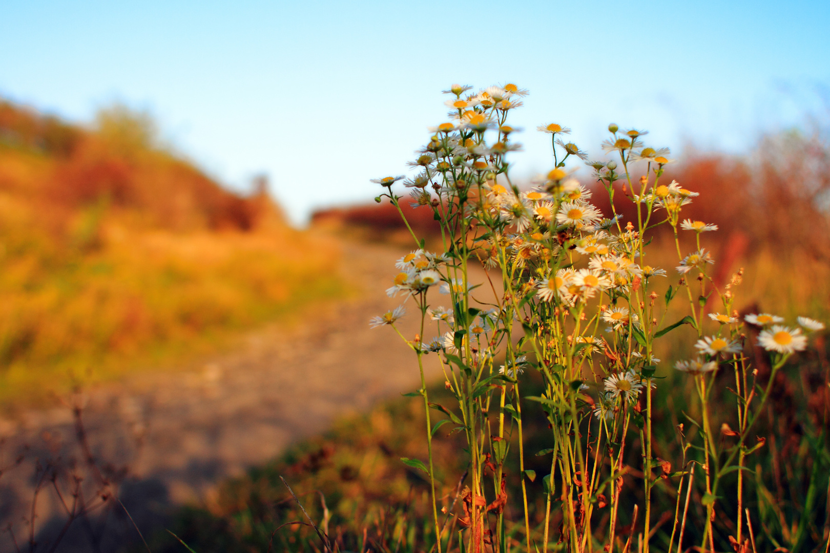 Herbst