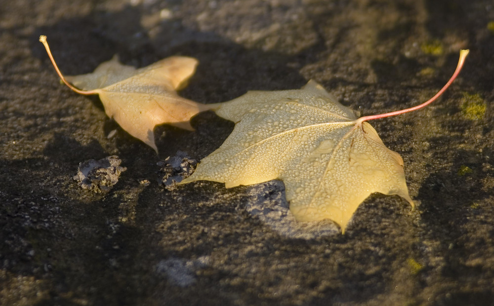 Herbst