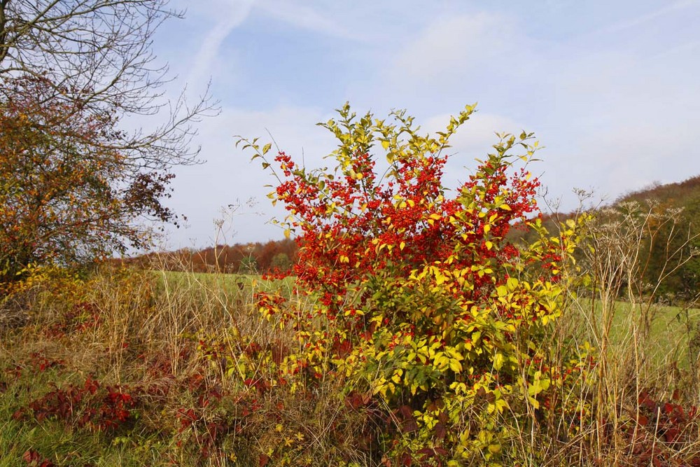 Herbst