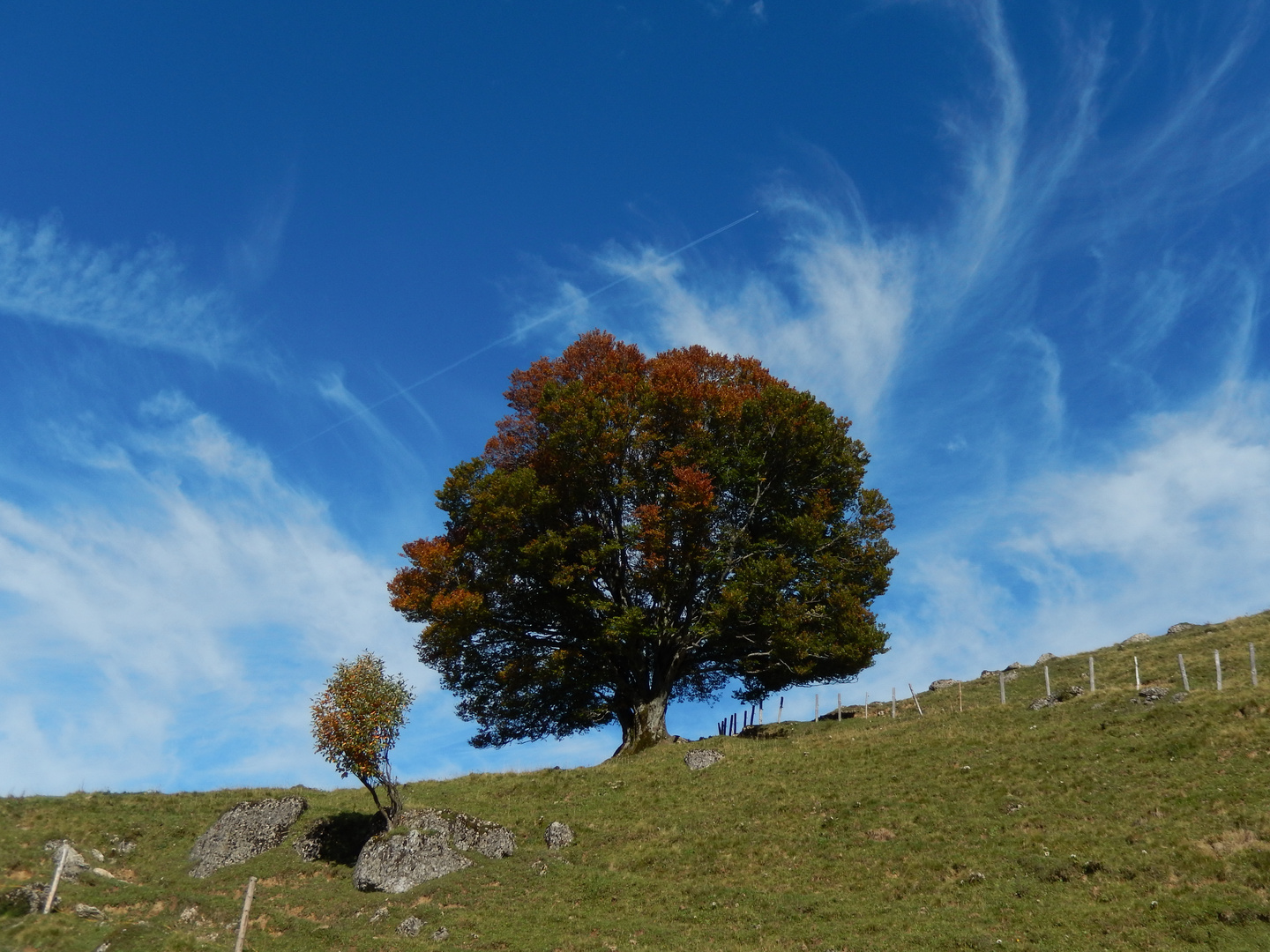 Herbst