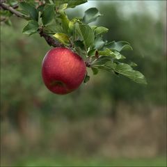 Herbst