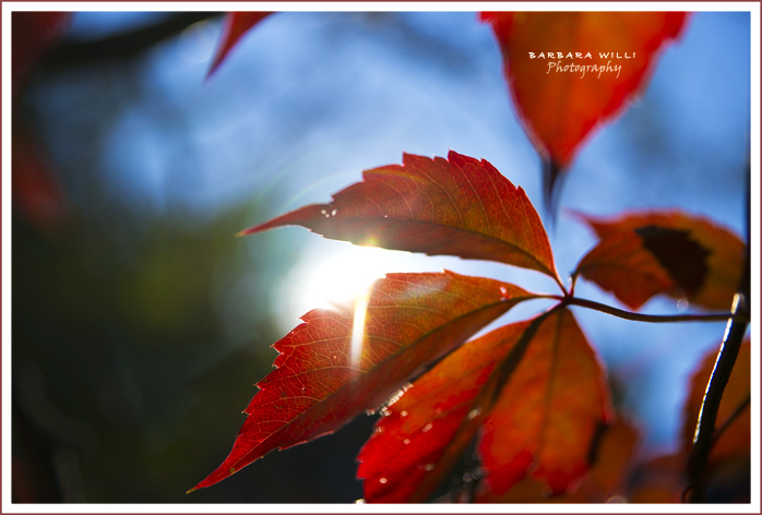 Herbst