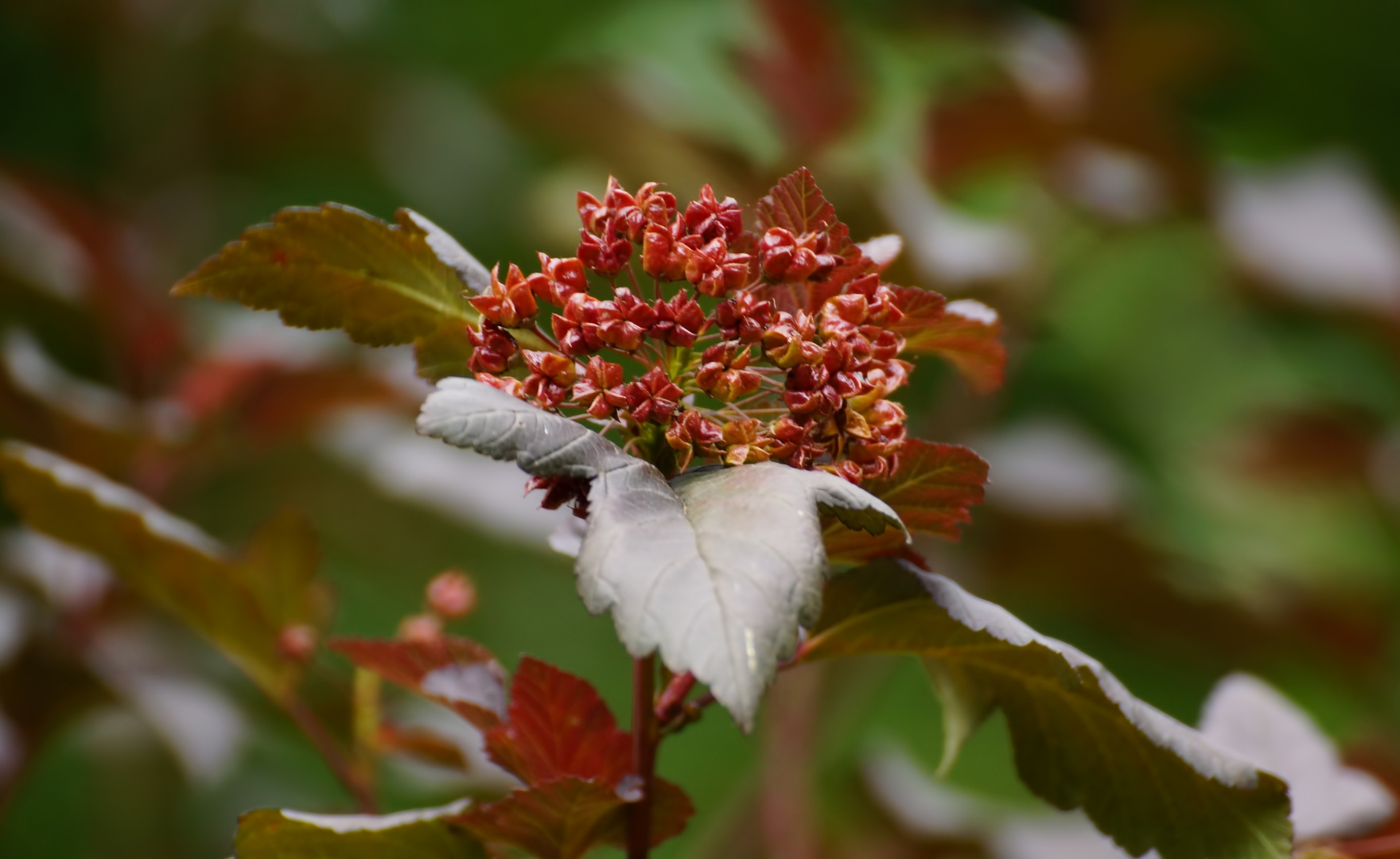 Herbst