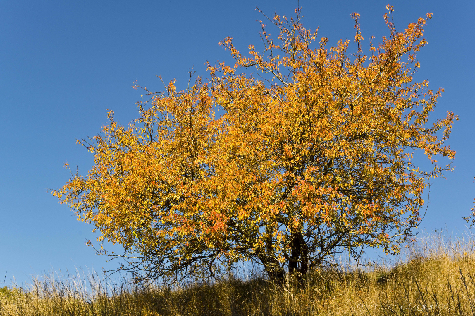 herbst 