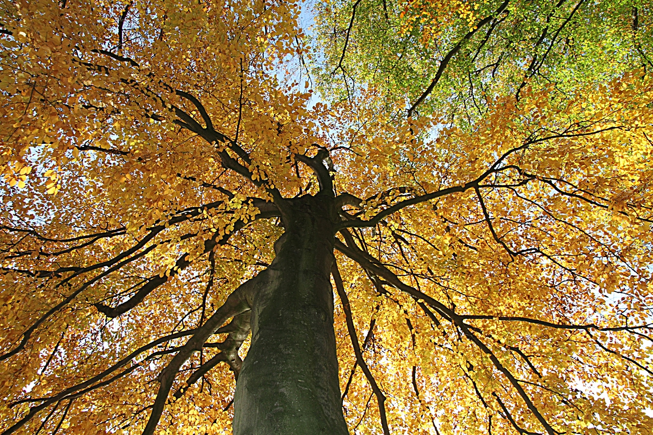 Herbst