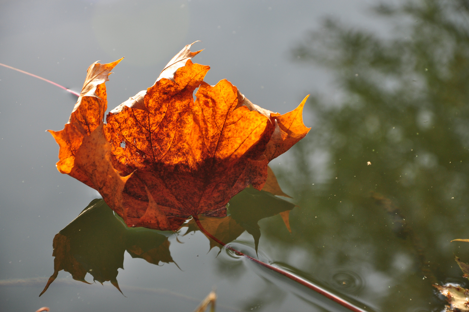 Herbst