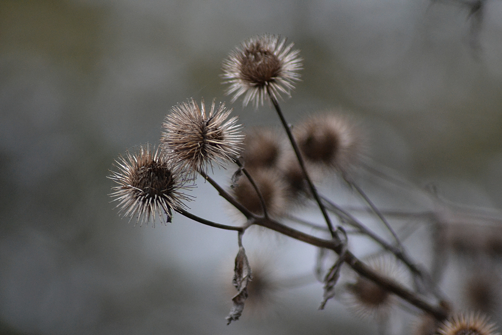 Herbst