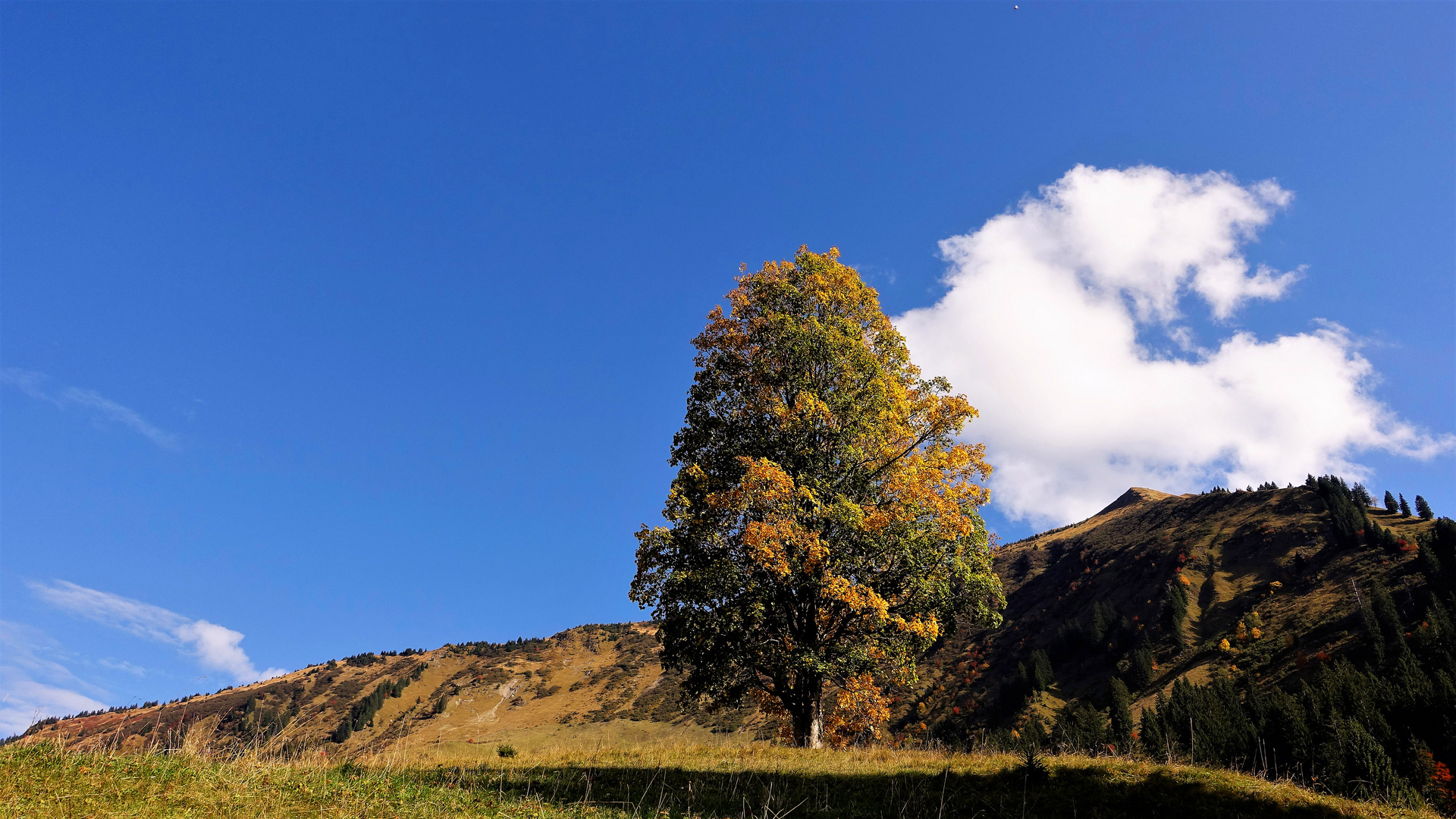 Herbst 