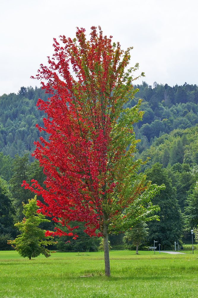 Herbst