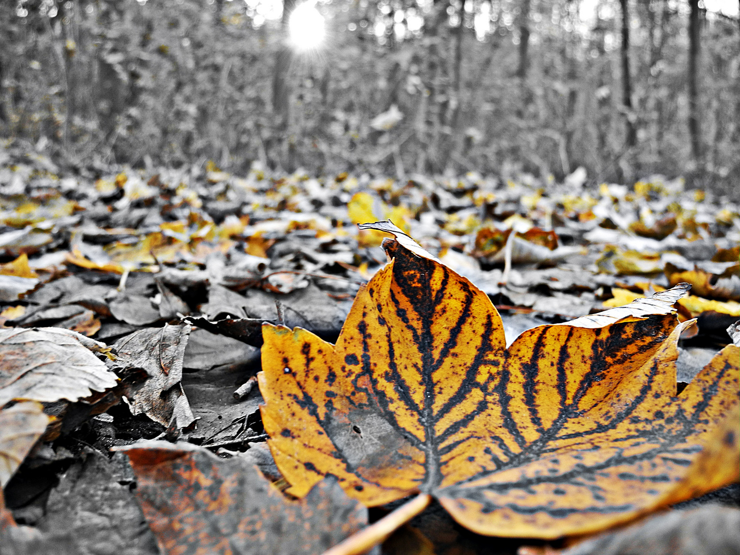 Herbst