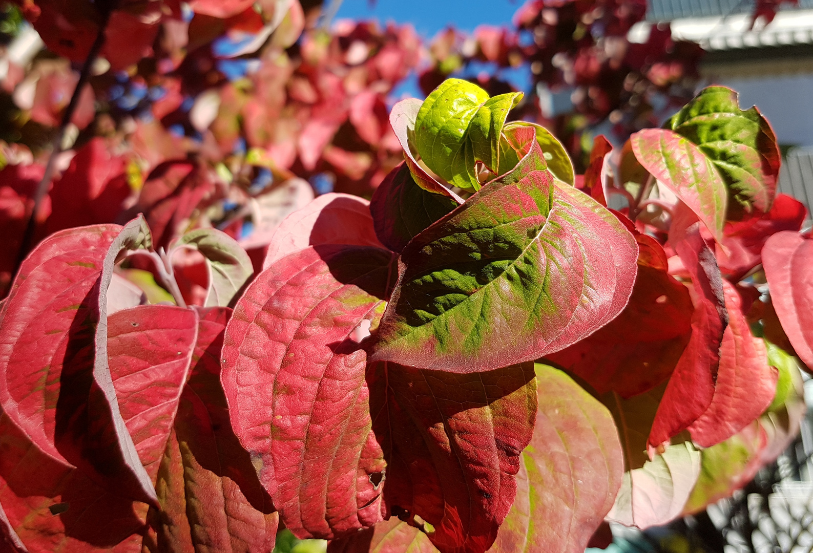 Herbst